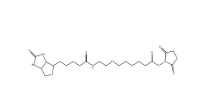 596820-83-6 Biotin-PEG2-NHS (+)-生物素-PEG2-NHS酯