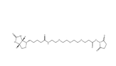 1253286-56-4，Biotin-PEG3-NHS，生物素-PEG3-NHS酯