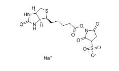 119616-38-5 Biotin-NHS, Water-Soluble 生物素 3-磺酸基-N-羥基琥珀酰亞胺鈉鹽