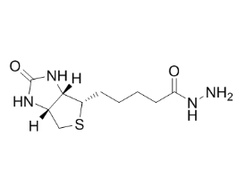 66640-86-6；Biotin hydrazide；生物素酰肼