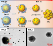 PLG-graft-mPEG/SN38 (Fc-NPLG-SN38) -DBCO           聚L-谷氨酸-7-乙基-10-羥基喜樹堿修飾二苯并環(huán)辛炔
