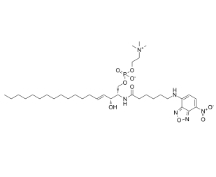 C6NBD-神經(jīng)鞘氨酯，CAS號(hào)：94885-04-8，C6 NBD Sphingomyelin (d18:1/6:0)