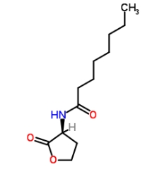 CAS號(hào)：147852-84-4  ，C8-HSL            瑞禧生物  